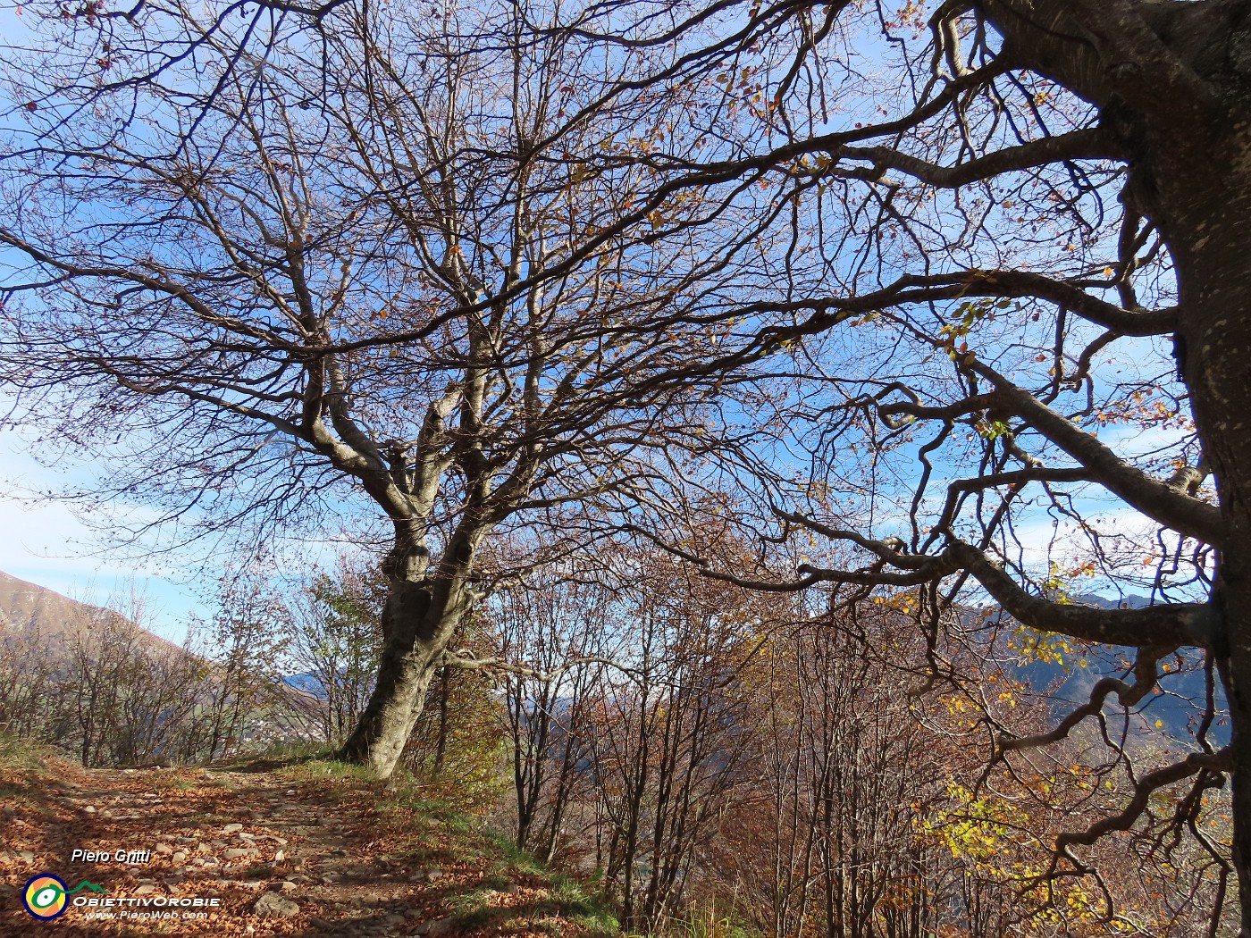 55 Ancora bei faggi secolari.JPG